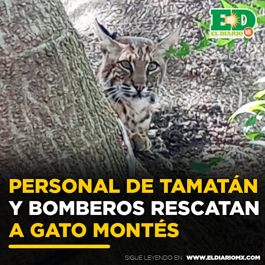 Image from El Diario MX 🗞📱: ⭕<a class="text-blue-500 hover:underline cursor-pointer" href="/hashta...
