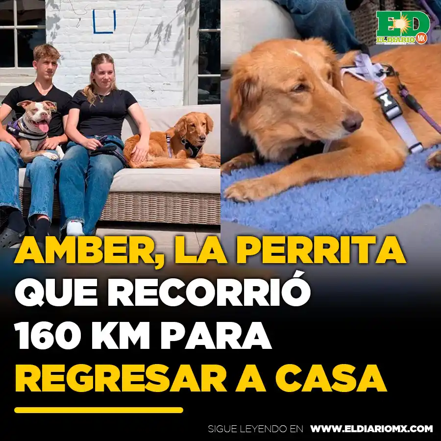 Image from El Diario MX 🗞📱: ❤️🐶😊 <a class="text-blue-500 hover:underline cursor-pointer" href="/...