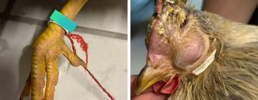 Mainzer Neustadt-Journal post