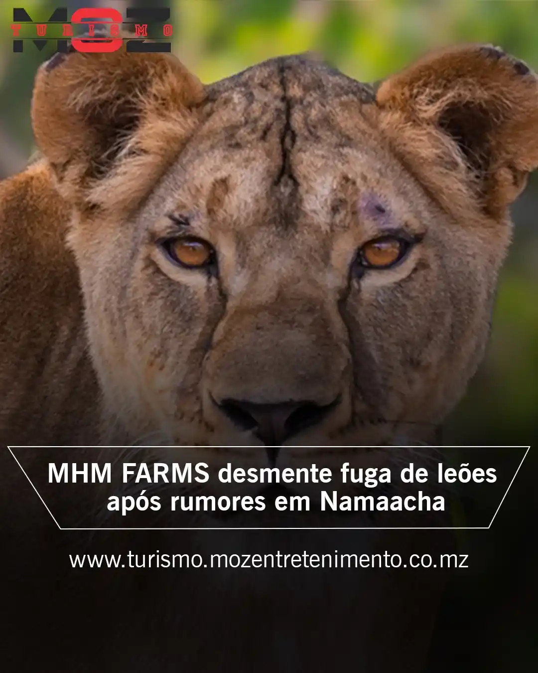 Moz Entretenimento post