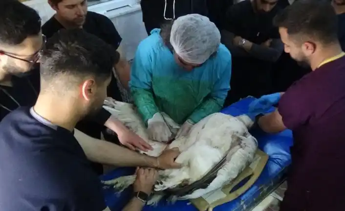 Image from Van Telgraf: Nesli tükenmekte olan toy kuşu, Van'da tedavi görüyor. Yaralı halde bu...