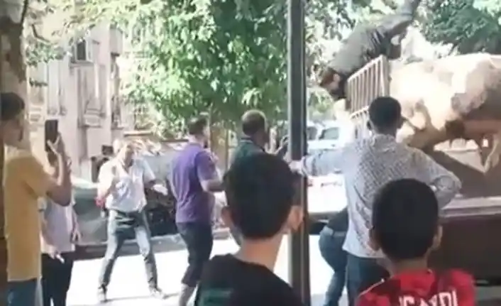 Image from Van Telgraf: Şanlıurfa’da kamyonetten indirilmeye çalışılan kızgın boğa kasaba sald...