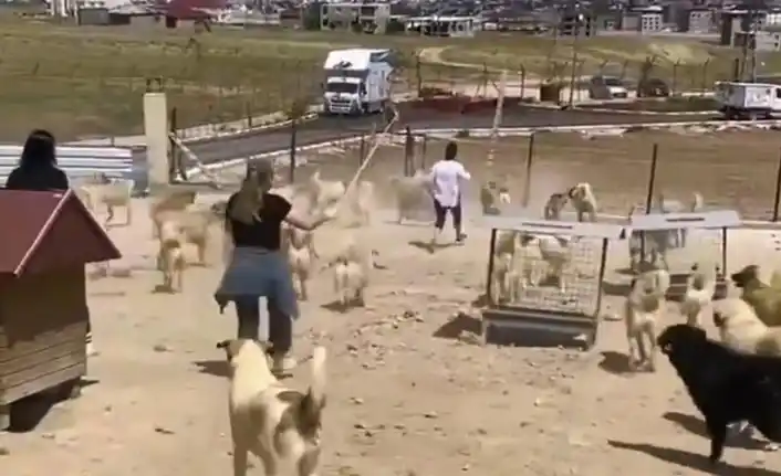 Image from Van Telgraf: Van’daki doğal hayvan barınağında köpekler birbirine saldırdı. Yetersi...