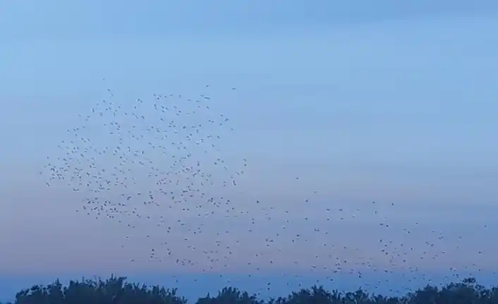 Image from Van Telgraf: Van Gölü semalarında gün batımında dans eden yüzlerce sığırcık kuşu, o...