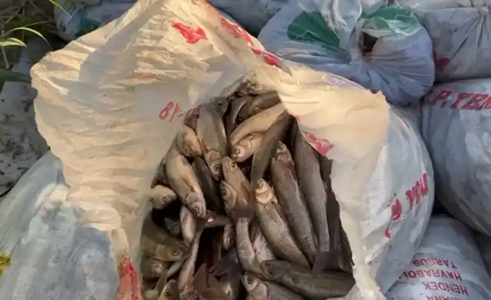 Image from Van Telgraf: Van'da inci kefalinin üreme döneminde 7/24 süren denetimlerde 22 ton k...
