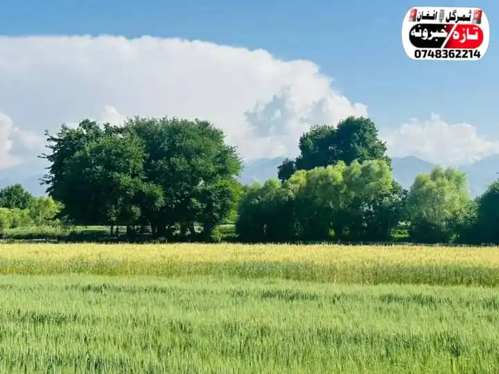 Image from 🚨 تازه خبرونه🎙️ثمرگل افغان🚨: *🚨خبرونه، یکشنبه 1404/3/18* *⭕کندهار سربند کي یو ځوان اوبو ډوب کړي، ...