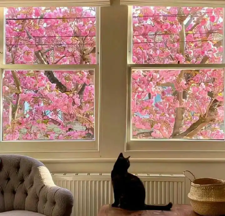 ['.نرحل ويبقى الأثر 🖤📚"..] post