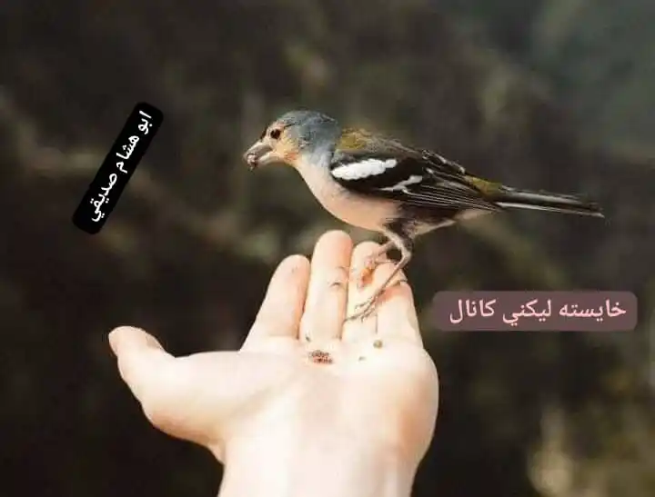 خــایسـته لــيـکنـي💯💯 post