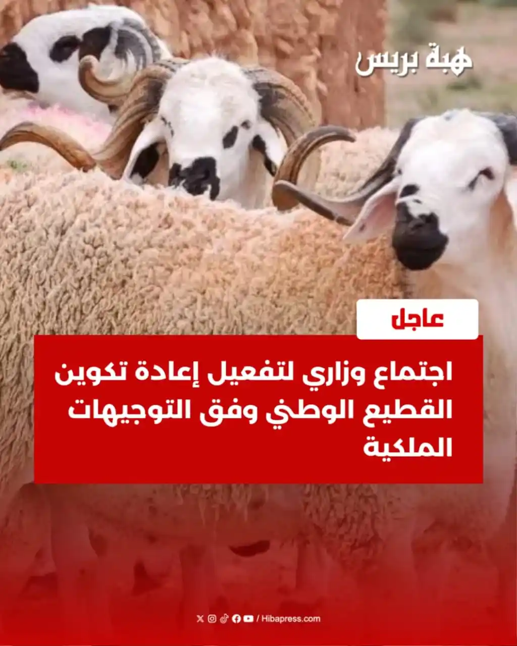 Image from JOURNAL HIBAPRESS: تنفيذا للتوجيهات السامية للملك محمد السادس، الداعية إلى إعادة تكوين ال...