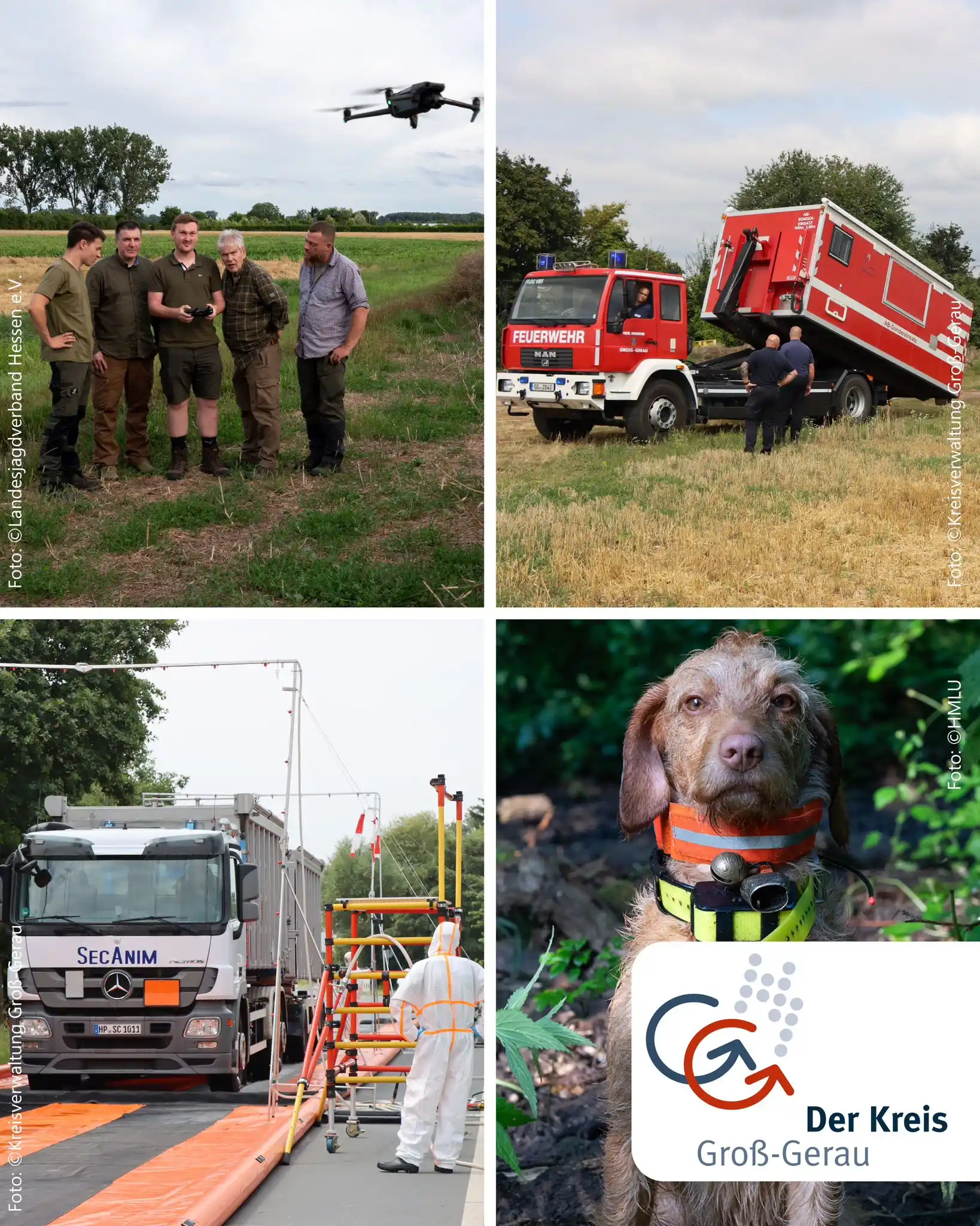 Image from Kreis Groß-Gerau: 🧭 1 Jahr Afrikanische Schweinepest im Kreis Groß-Gerau 🐗 Eine Bilanz...