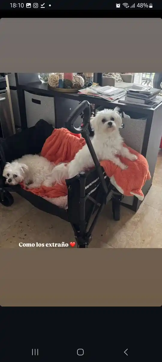 Image from Chrisnaticas lovers: 📲 Christopher vía IGStories ❤️ <a class="text-blue-500 hover:underli...
