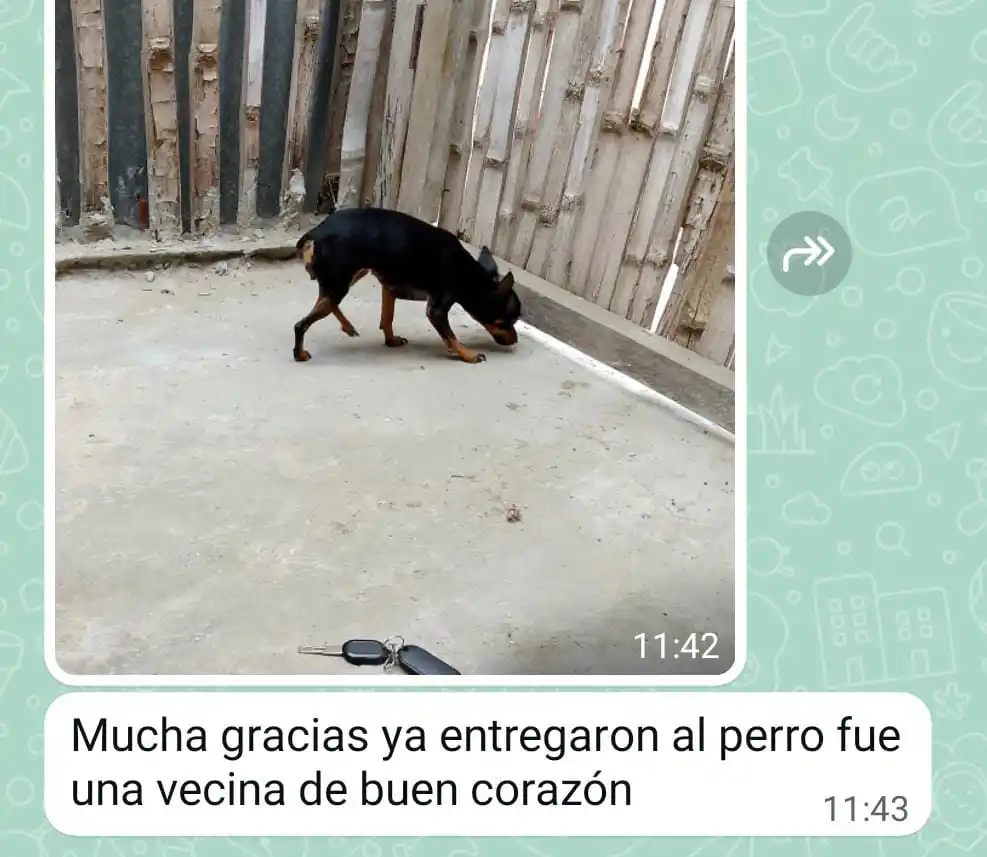 Image from La Primicia De Manta: Ya fue devuelto el perrito Chihuahua 👏🏼👏🏼👆🏽...