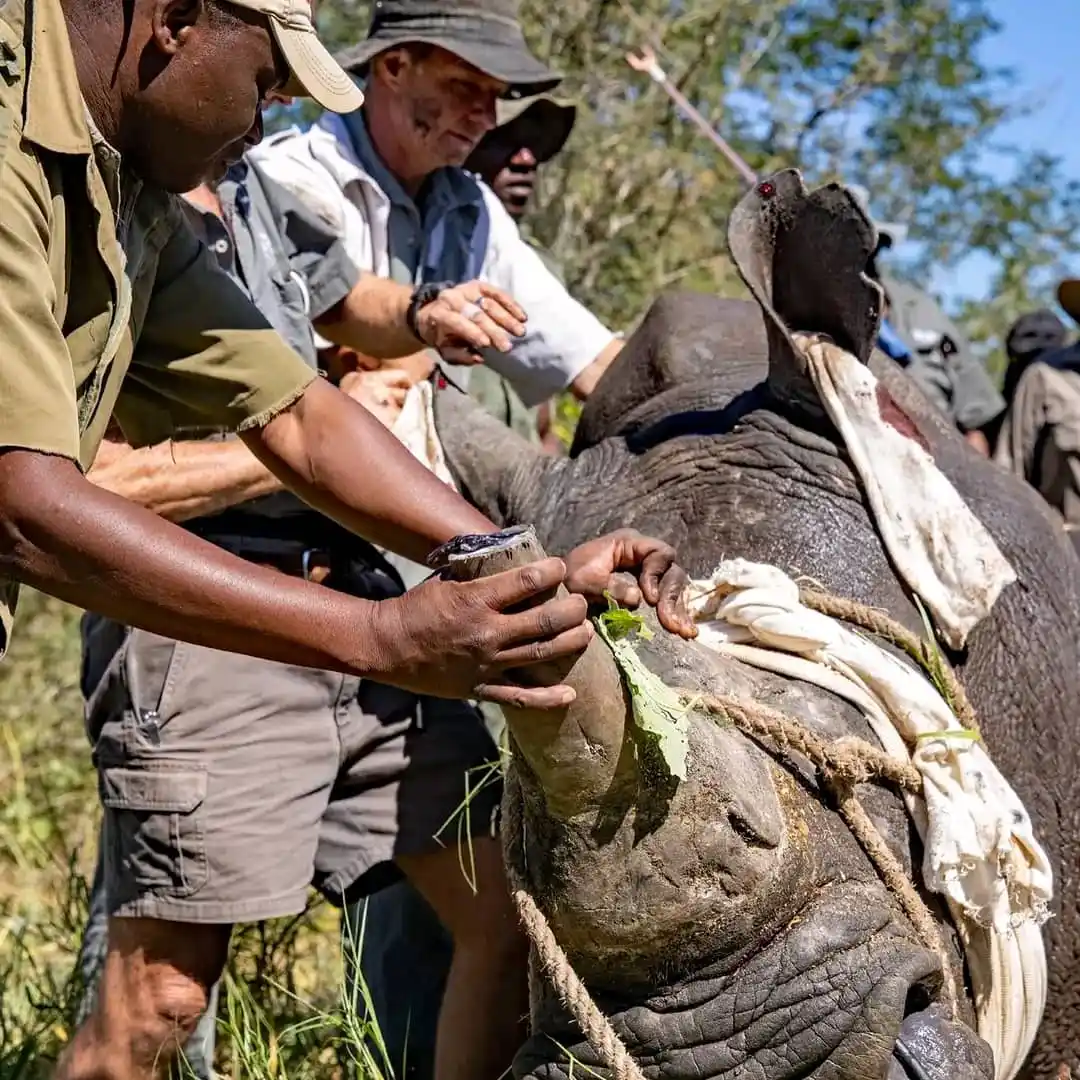 Image from Climate Newsroom: 100 years later, white rhinos return to Zimbabwe’s Gonarezhou National...