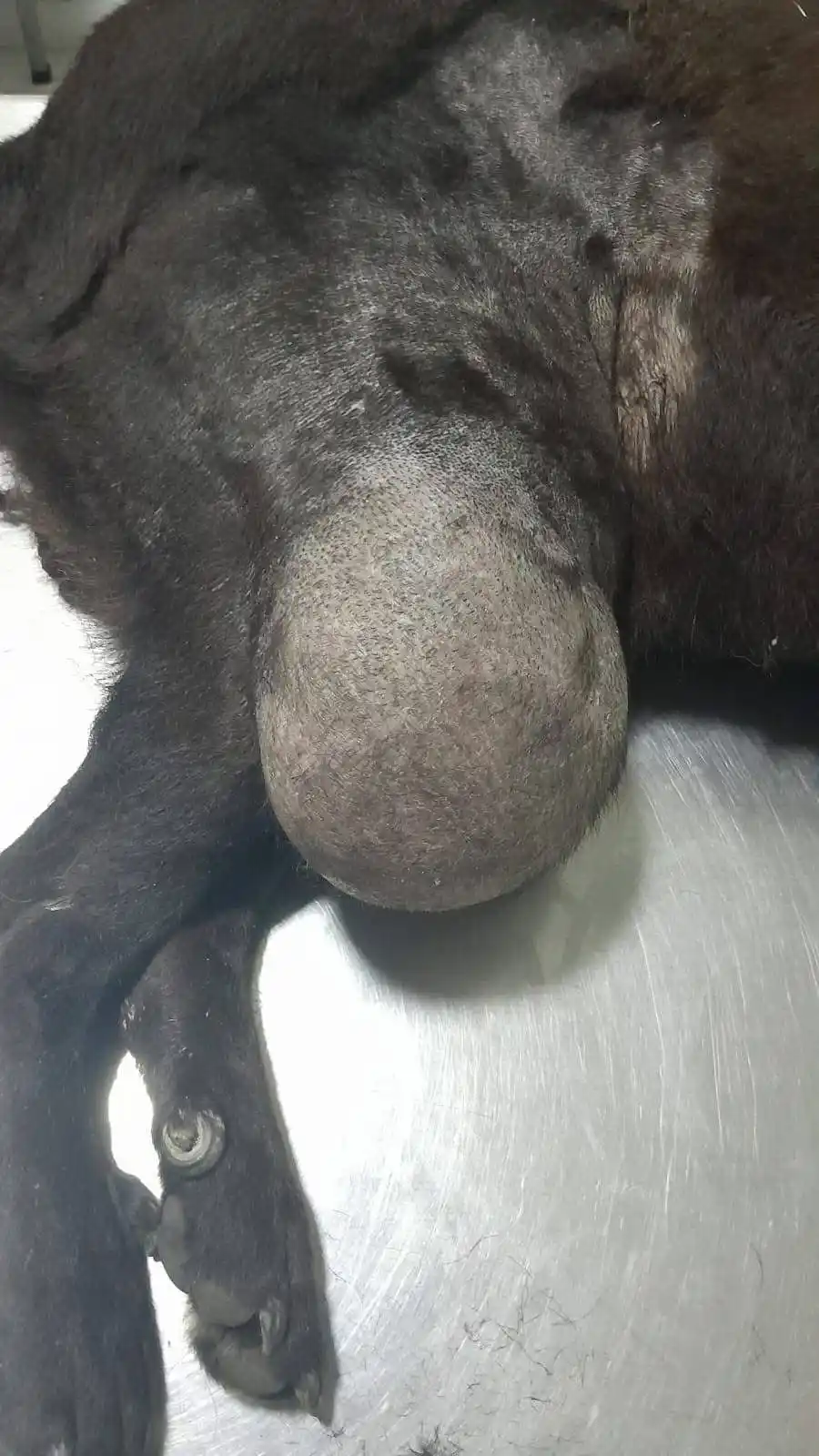Image from Ankerhunde ⚓ 🐶: Der gestern gefunden Rüde, konnte erfolgreich operiert werden und ist ...