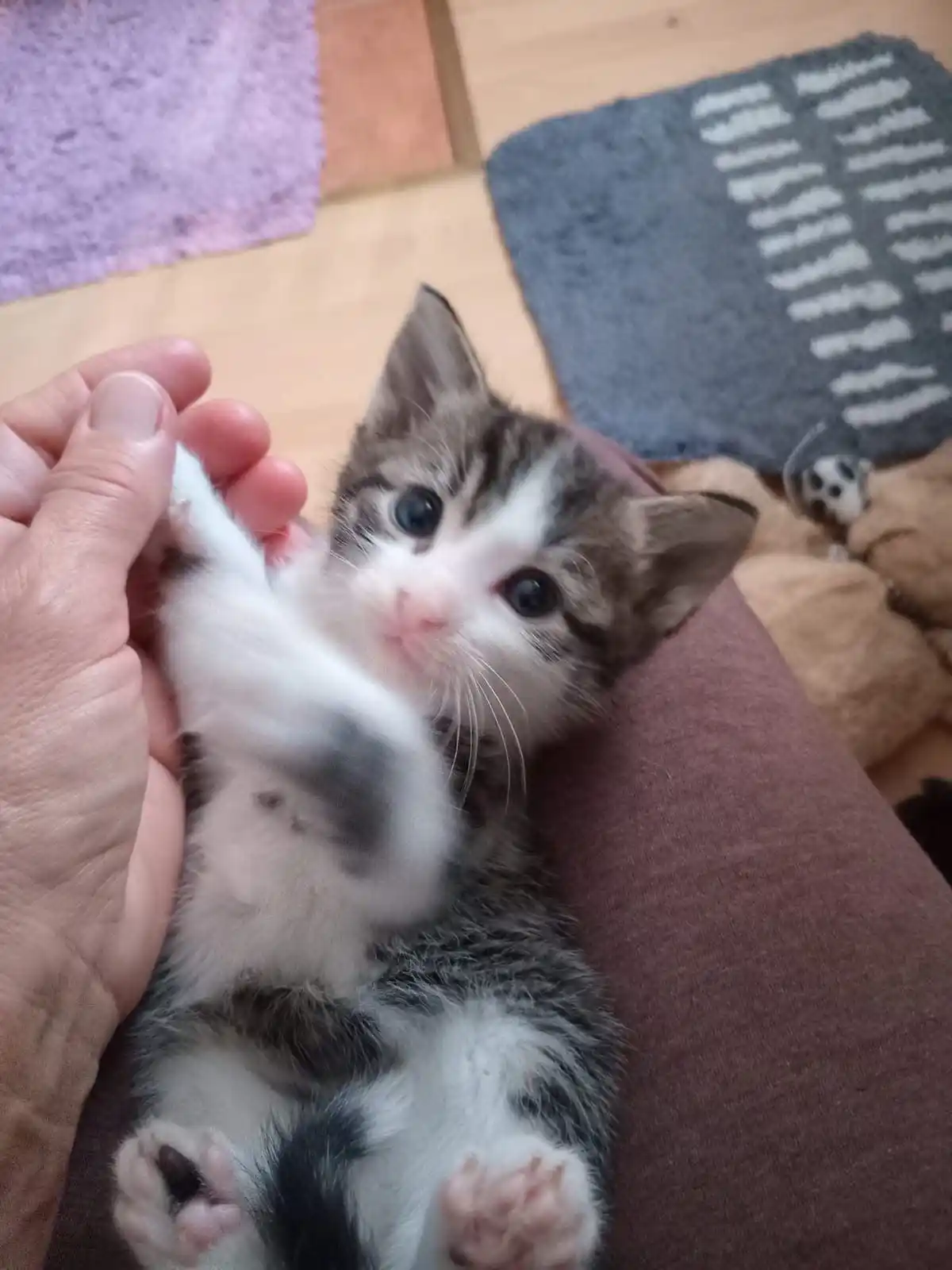 Image from Ankerhunde ⚓ 🐶: 💙 Der kleine Nacho sucht sein Für-Immer-Zuhause 🐾 Der süße Nacho is...