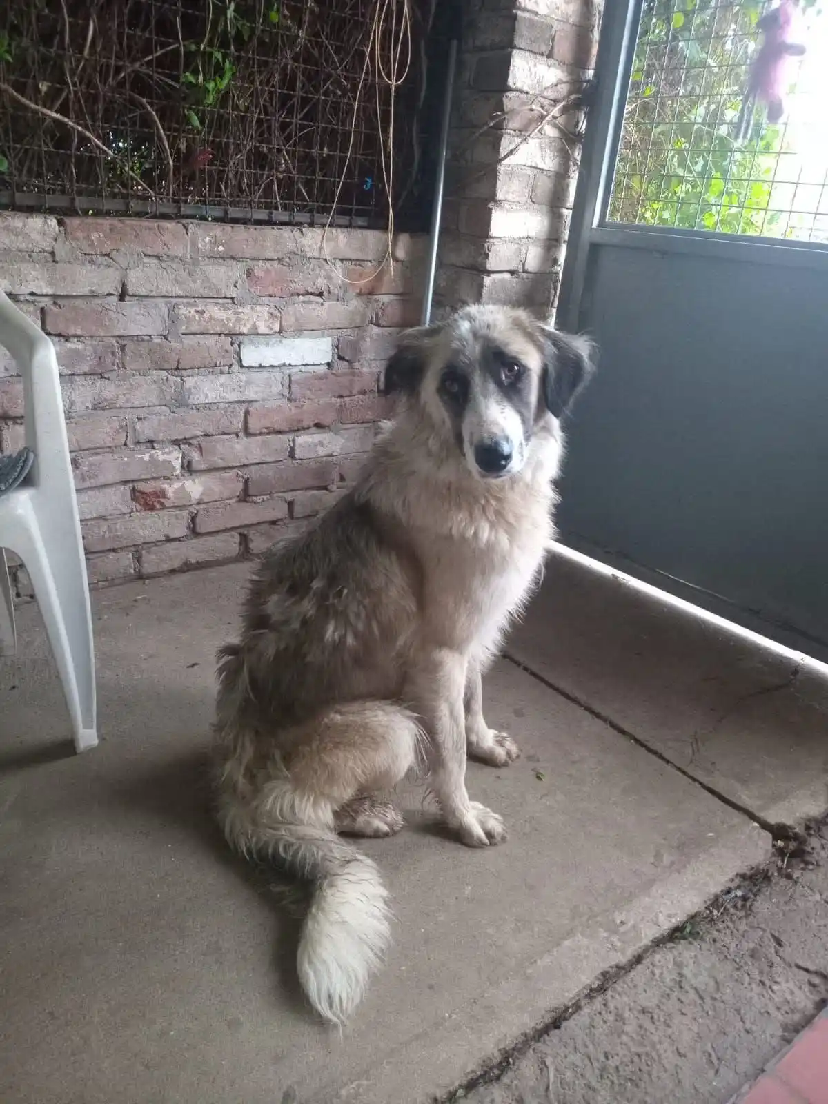 Image from Ankerhunde ⚓ 🐶: Die so liebe💕Farina💕sucht ihr Zuhause ❤️🐾❤️ Sie ist etwa 1 Jahr al...