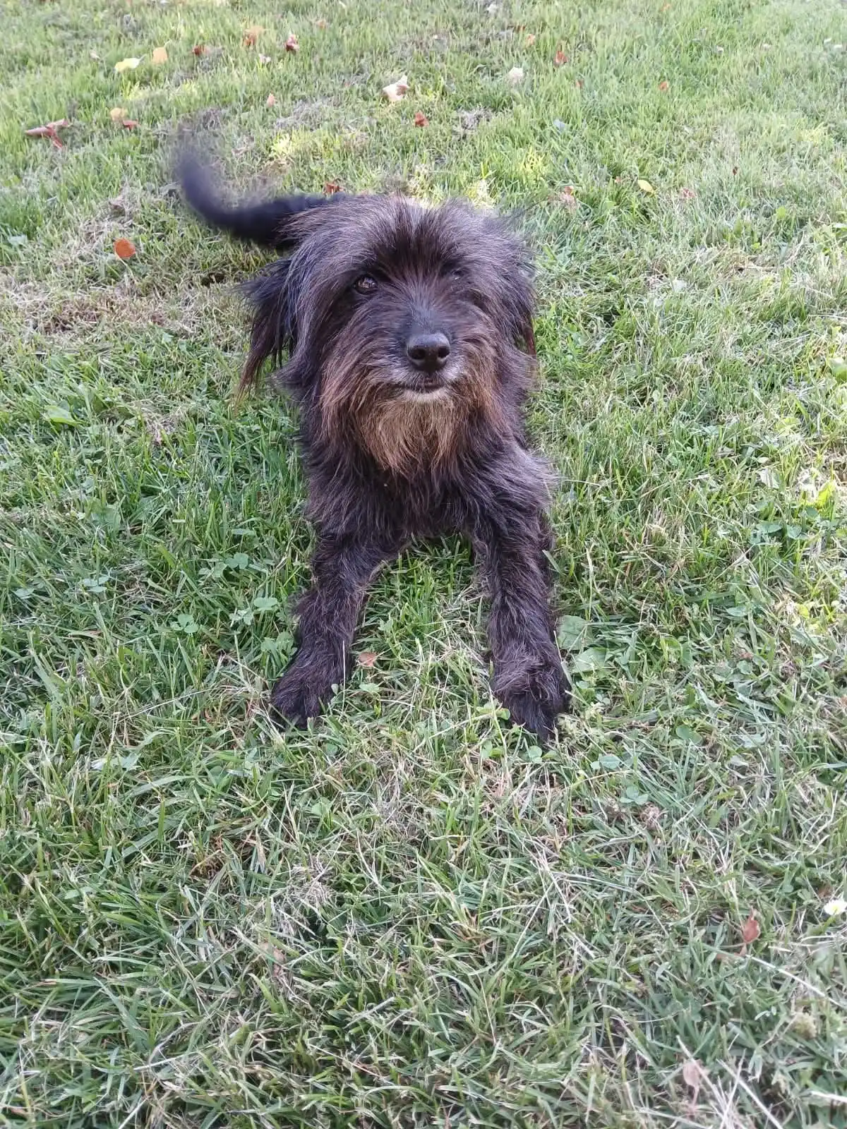 Image from Ankerhunde ⚓ 🐶: Dieser so lieber,leider noch namenloser Junge, sucht ein schönes Zuhau...