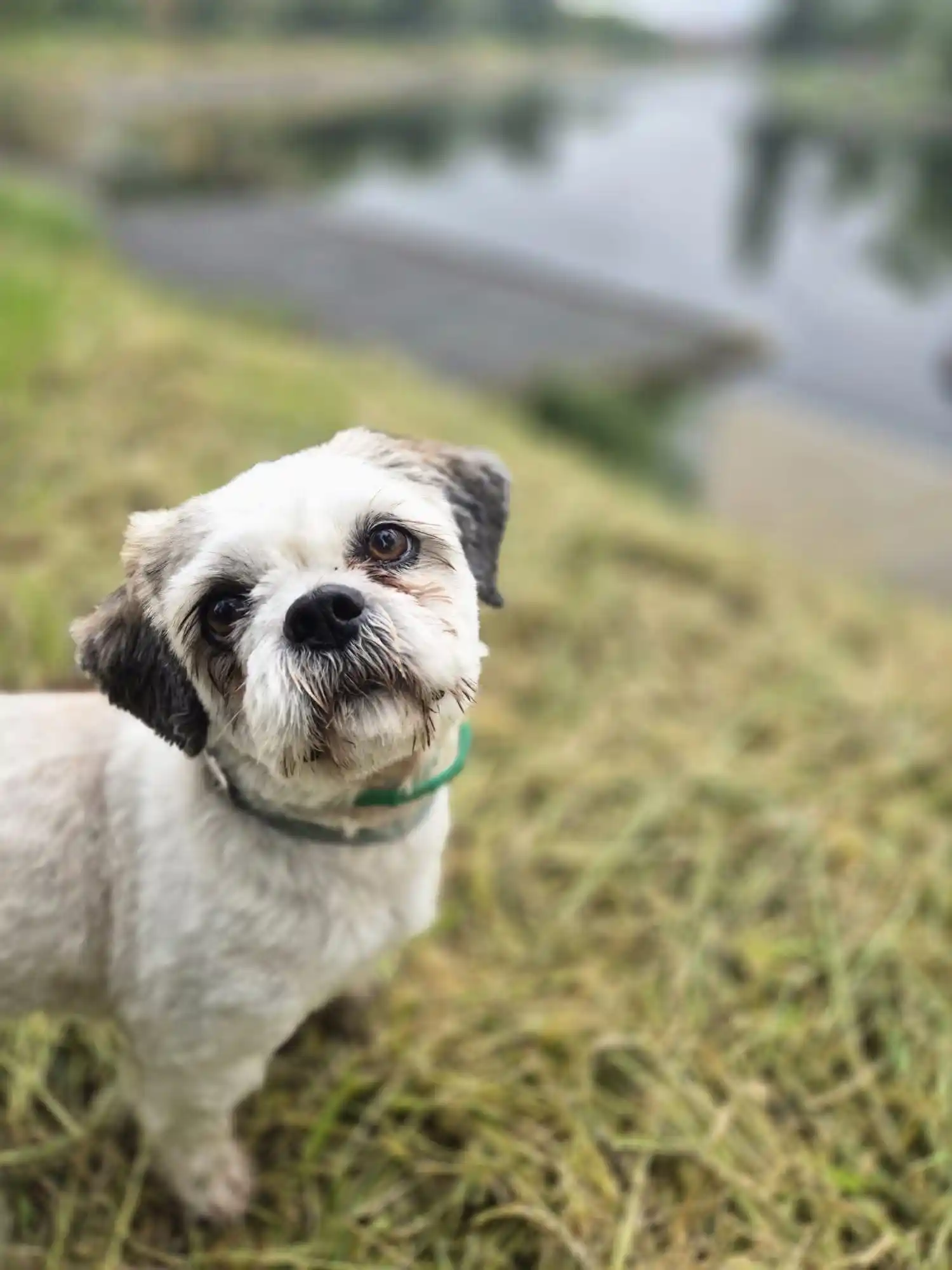 Image from Ankerhunde ⚓ 🐶: Ich bin 🩵Pongo 🩵 meine Menschen gingen nach Deutschland 🇩🇪 und ic...