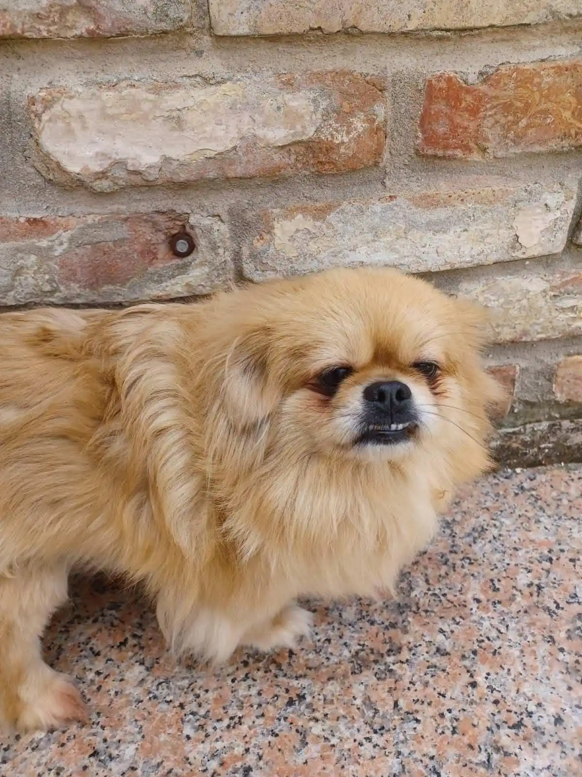 Image from Ankerhunde ⚓ 🐶: 🐾 Klein Lili sucht ein Herz, das sie aufblühen lässt 🐾 Die kleine L...