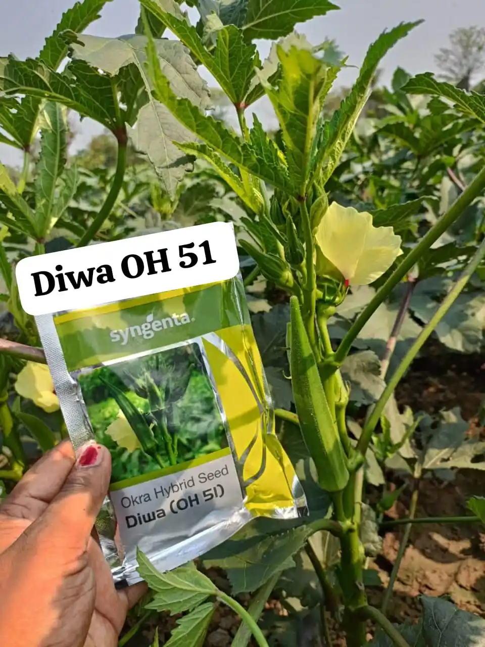 Image from 𝐆𝐨𝐯𝐢𝐧𝐝 𝐏𝐫𝐚𝐬𝐚𝐝: बारिश मे बेस्ट प्रोडक्शन देने वाली वैरायटी दीवा ओ एच 51 बीज लगना चालू ...