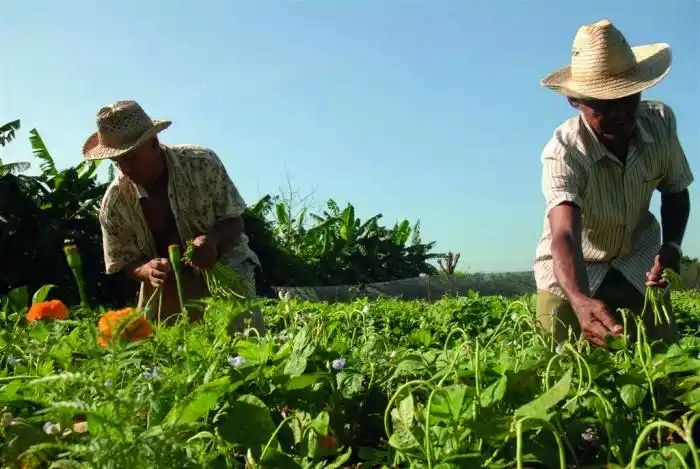 Image from Periódico Granma | Cuba: 🫘🥔🫑En la producción nacional de alimentos hay un objetivo estratégi...