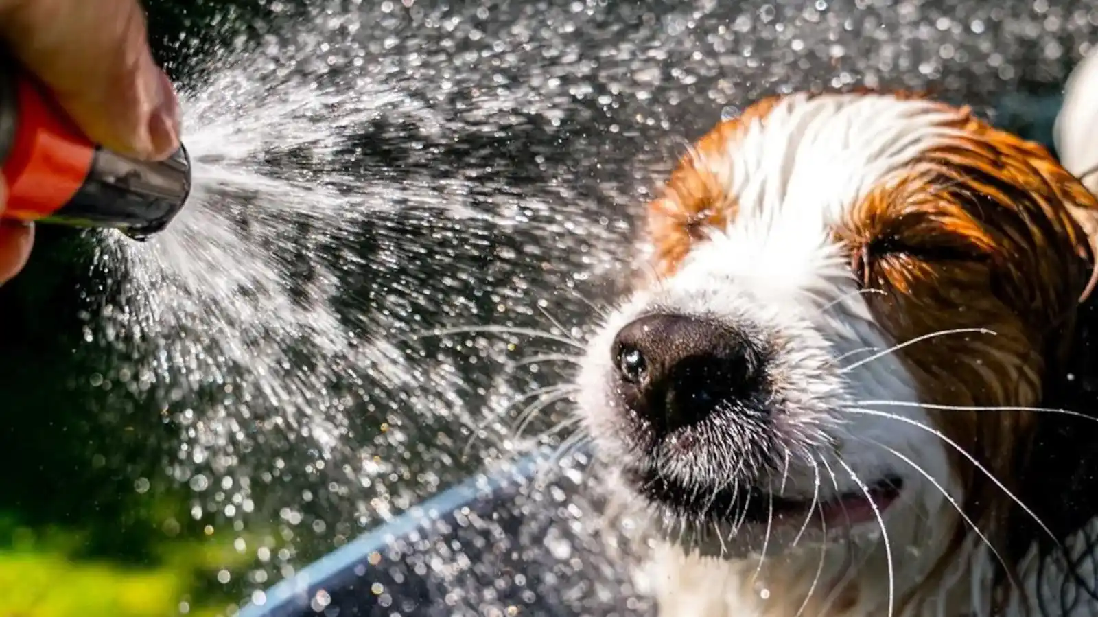 Image from RTL Nieuws: *Nederland maakt zich op voor tropische temperaturen tot 33 graden* De...