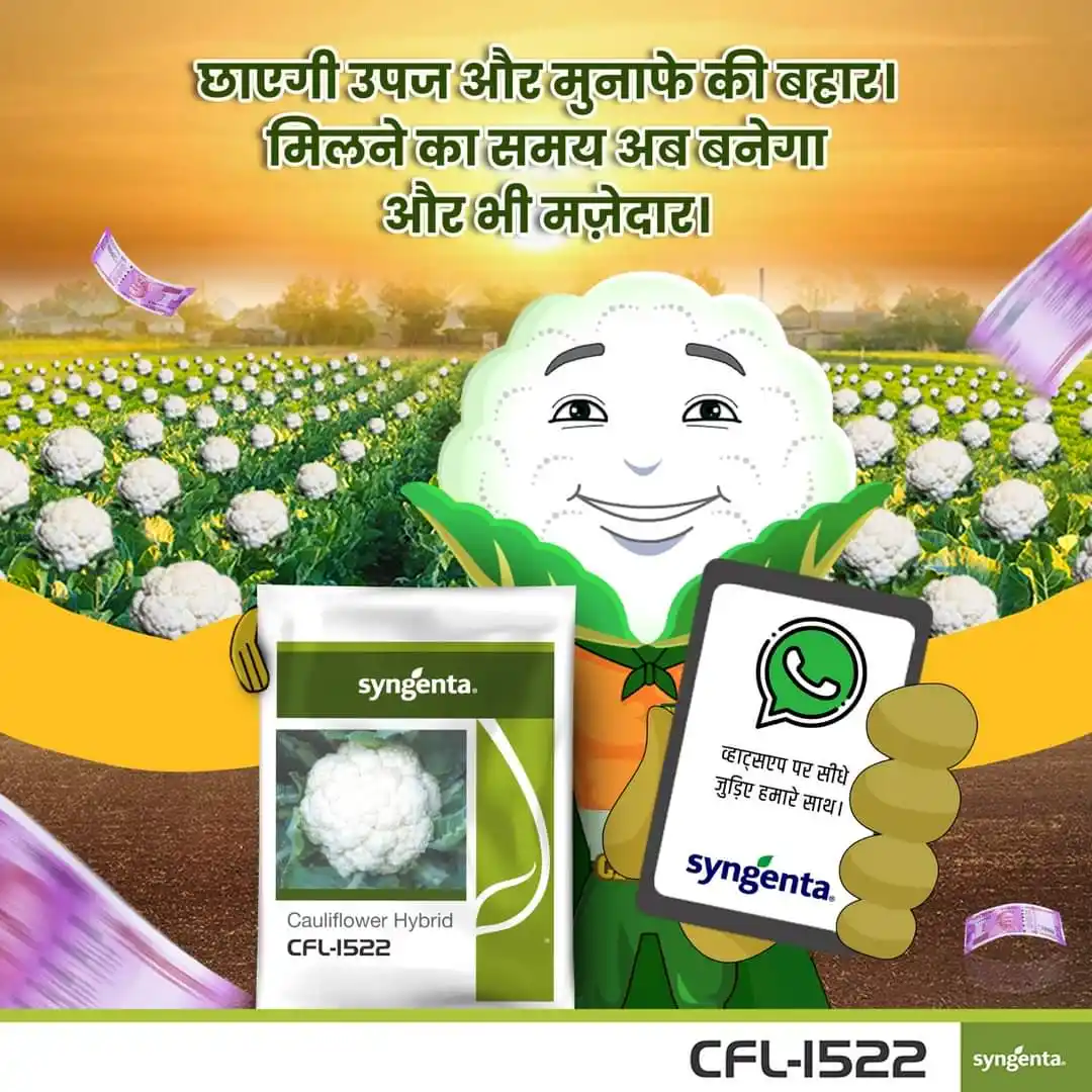 Image from 𝐆𝐨𝐯𝐢𝐧𝐝 𝐏𝐫𝐚𝐬𝐚𝐝: Syngenta Cauliflower CFL 1522 सफ़ेद रंग के साथ गुणवत्ता असरदार, बारिश...