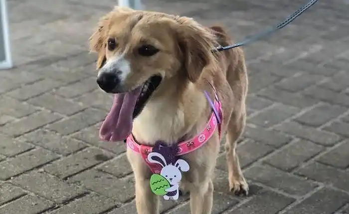Image from Jornal Extra Alagoas: *Crise em abrigo de Maceió pode resultar em 300 animais de volta às ru...