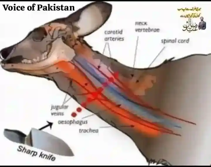 Image from 𝕍𝕠𝕚𝕔𝕖 𝕆𝕗 ℙ𝕒𝕜𝕚𝕤𝕥𝕒𝕟 📢: *جرمنی کی ایک یونیورسٹی میں گائے پر ایک تجربہ کیا گیا تاکہ یہ معلوم ک...