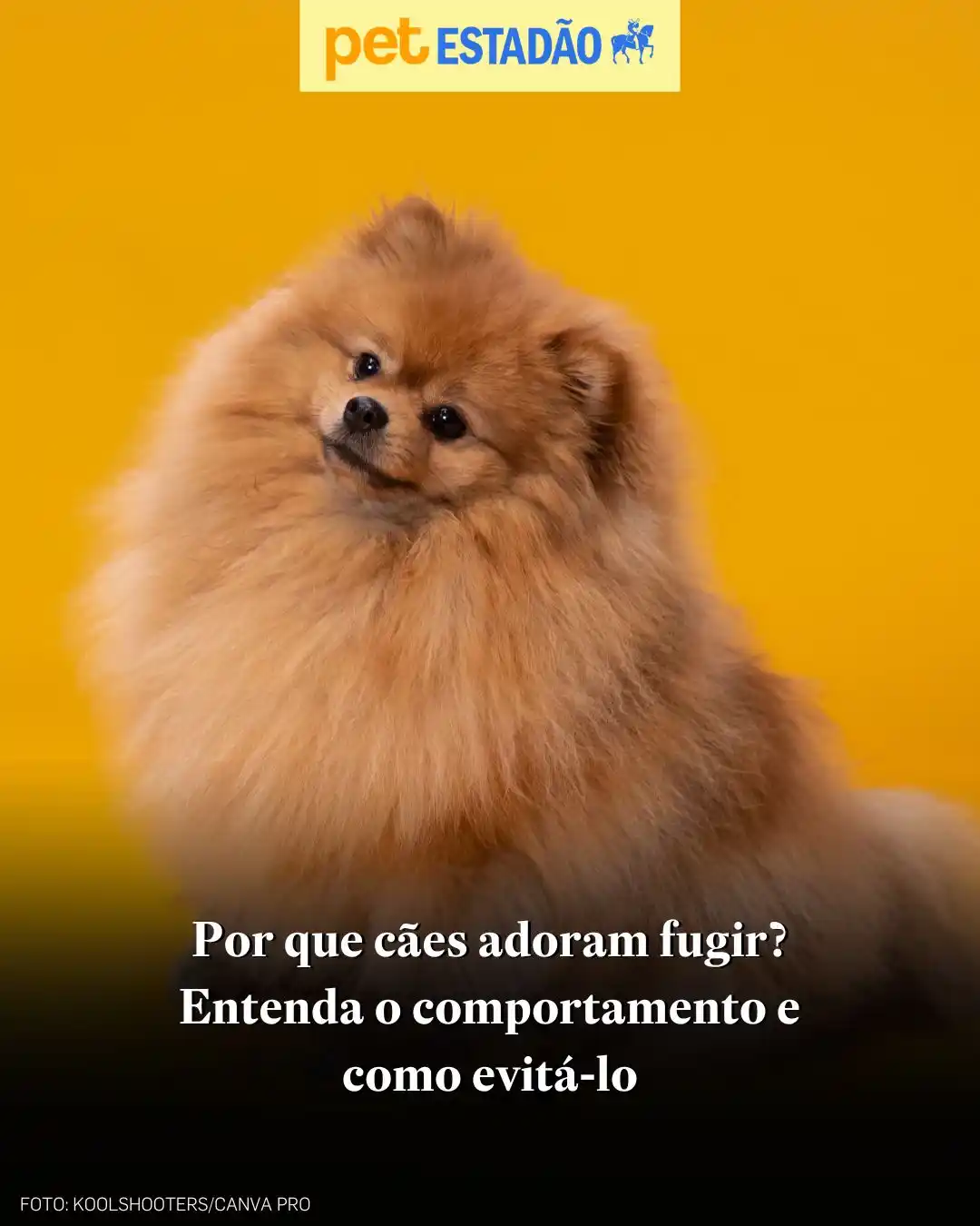 Image from ESTADÃO | Notícias do Brasil e do mundo: 🐶 Por que tantos cães fogem? Entenda os instintos por trás desse comp...