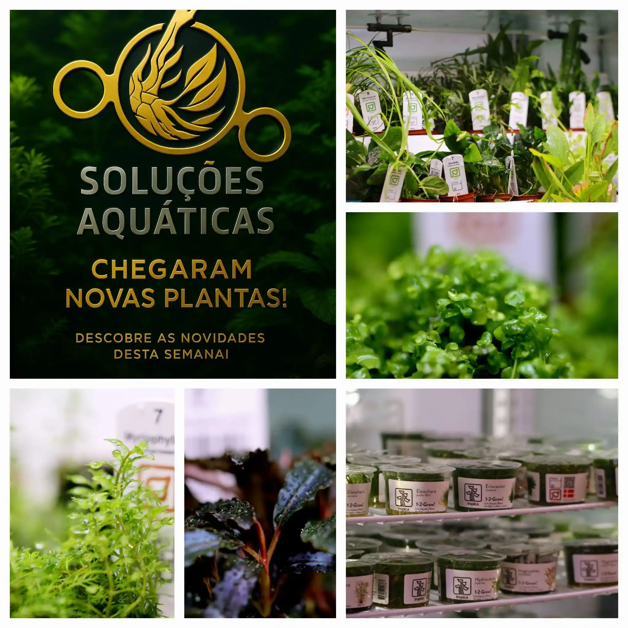 Image from Soluções Aquáticas - Aquariofilia: 🌱🌱Chegada de plantas:🌱🌱 Glossostigma elatinoides Aegagropila linn...