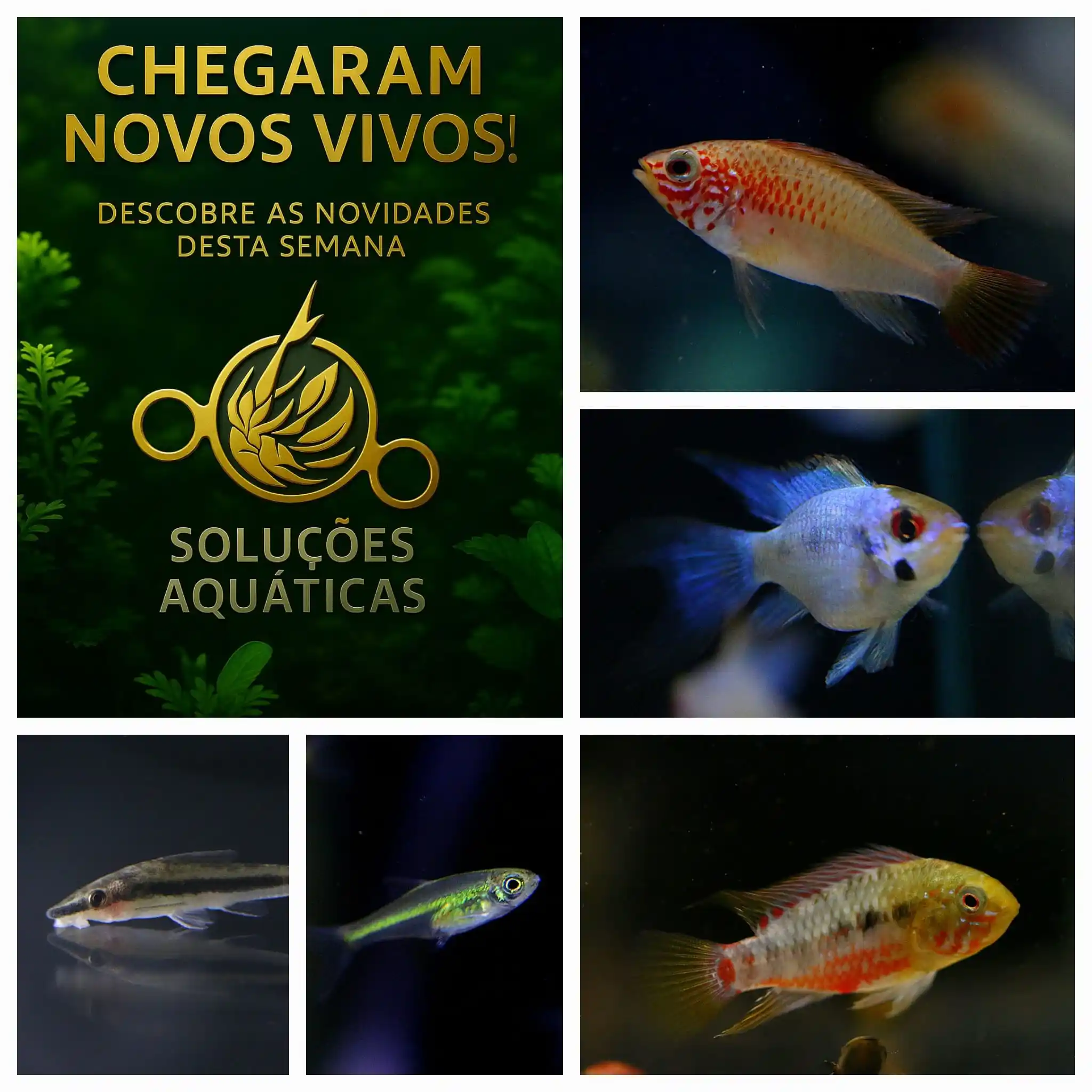 Image from Soluções Aquáticas - Aquariofilia: 🐟🐟Chegada de vivos:🐟🐟 BARBO CEREJA KRIBENSIS DERMOGENYS PUSILLUS ...