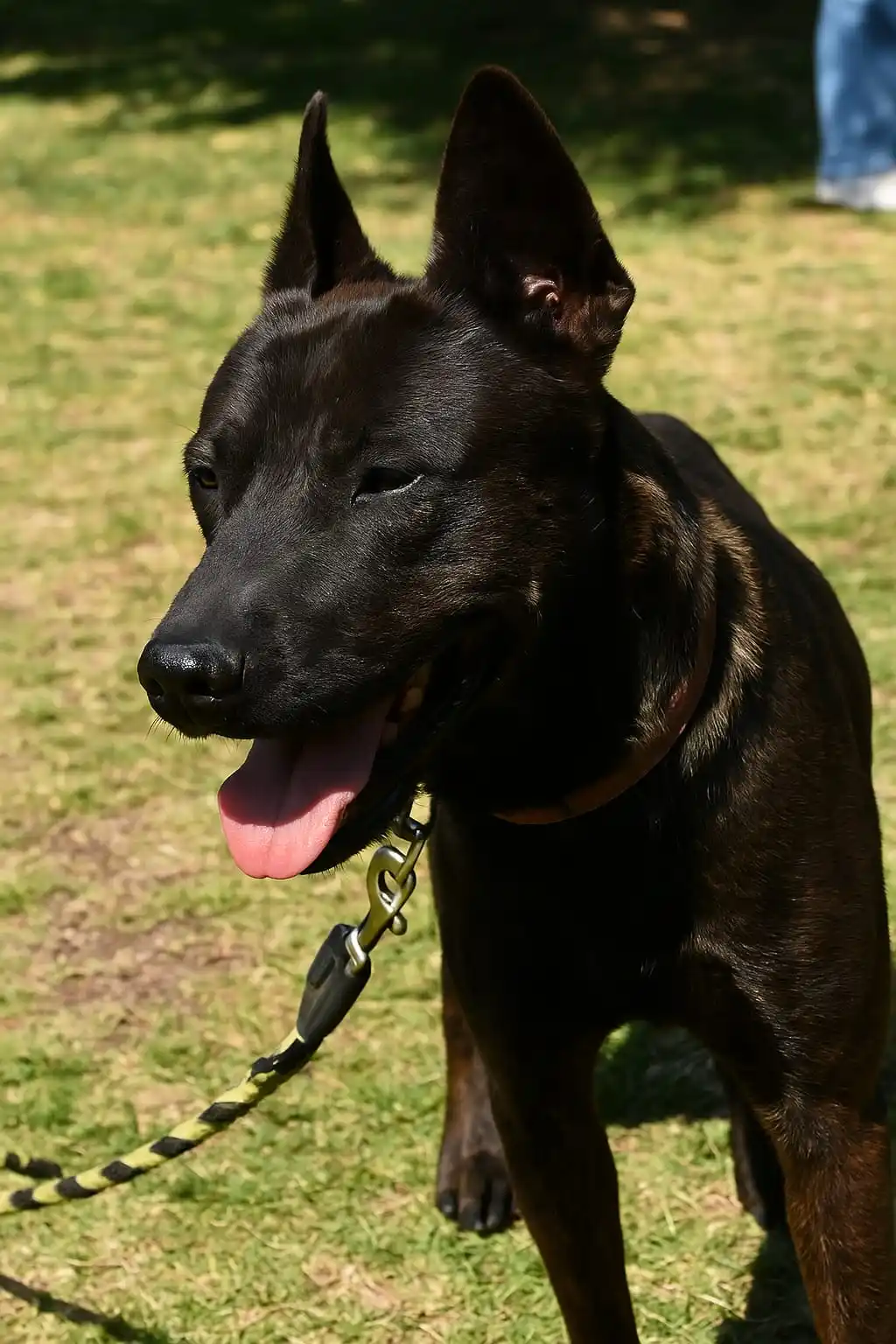 Image from Metro Noticias: 🐾 ¡Adopta a "Santino"! Este lomito busca una familia que lo llene de ...
