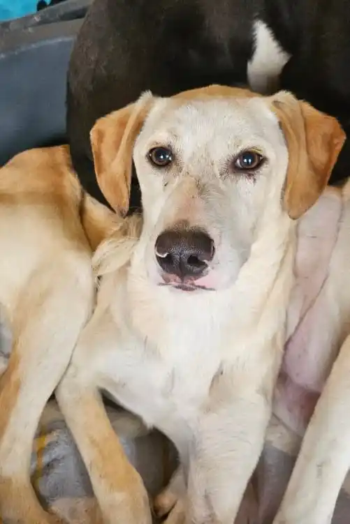 Tierschutzverein Kelkheim e.V. post