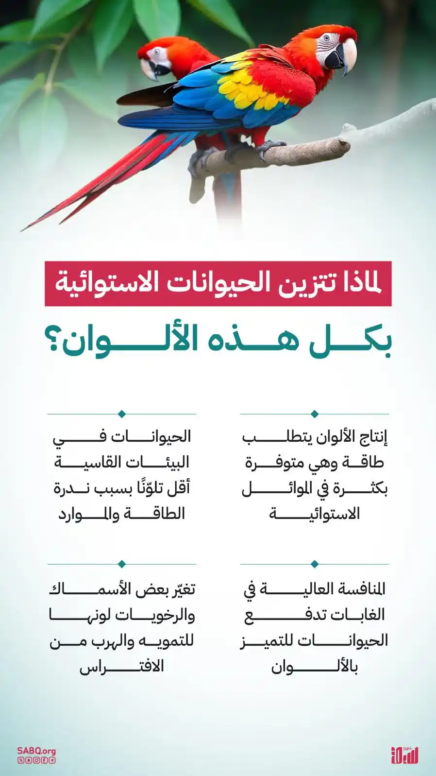 Image from سبق - SABQ: سر الألوان المتنوعة والزاهية للحيوانات والطيور في المناطق الاستوائية ...