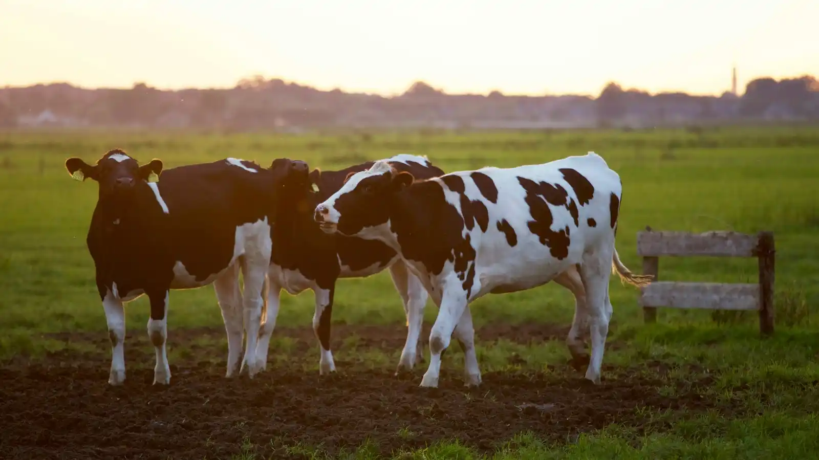 Image from The Voice of the Cape Radio: A Cape Town meat retailer has warned of a potential beef shortage afte...