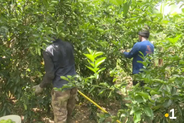 Image from Martinique La 1ère: [AGRICULTURE]  🍋 Citrons volés, revenus envolés, un agriculteur de Du...
