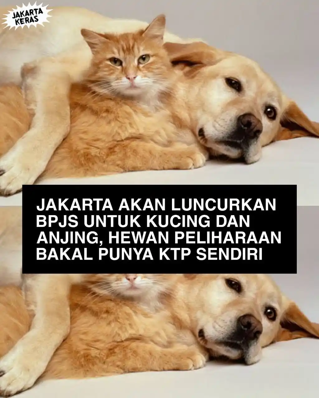 Image from JAKARTA KERAS: Bakal dipasang microchip buat pendataan der...