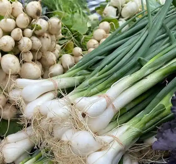 Image from Miti, Sora ,Mhuka Zvinorapa neDzidziso dzechivanhu 🇿🇼: *MUNHIKWI* - Tora shallots onion dzura zvose mashizha nemidzi (suka k...