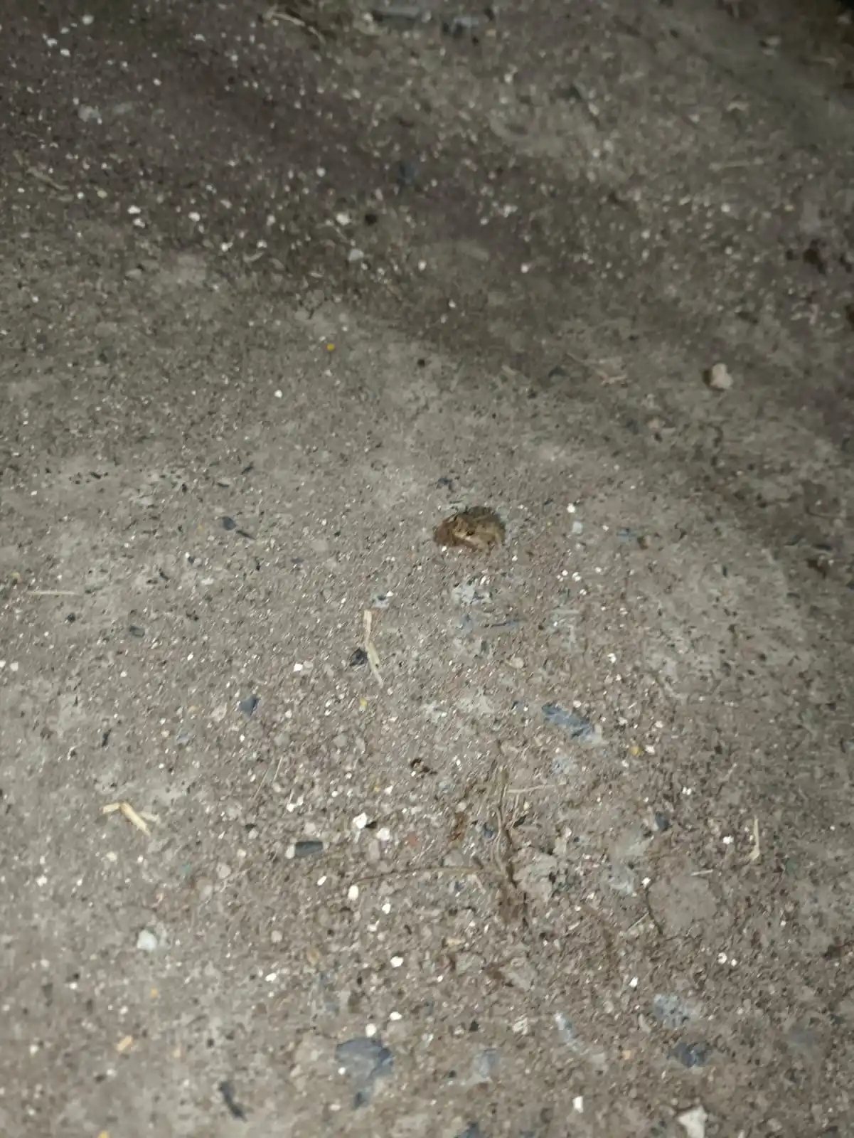 Image from Dragoncest 🐉: Pa que vean lo chiquita que era....