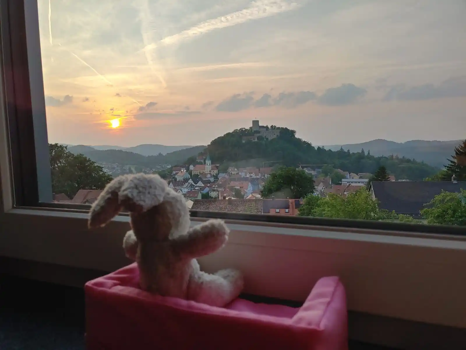 Image from Marktgemeinde Falkenstein: Schnuffelhase genießt den Sonnenuntergang in Falkenstein ❤️ Ein Bild w...