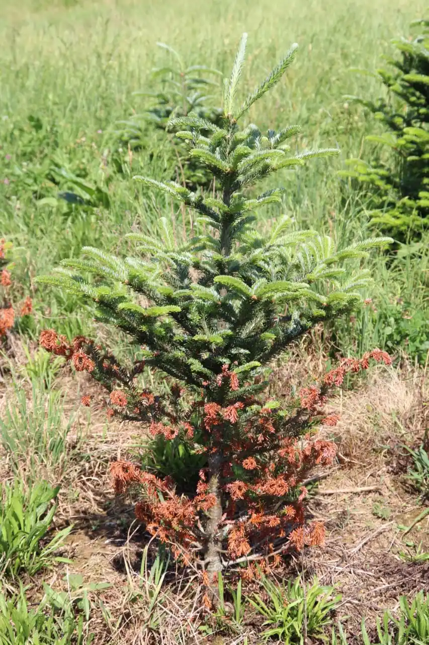 Image from Miti, Sora ,Mhuka Zvinorapa neDzidziso dzechivanhu 🇿🇼: **Siki yemhopo* Tora midzi, nemashizha emuchristmas tree/mutsvairachu...