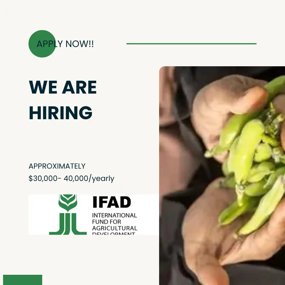 Image from UN Jobs & NGO Jobs: 𝗧𝗵𝗲 𝗜𝗻𝘁𝗲𝗿𝗻𝗮𝘁𝗶𝗼𝗻𝗮𝗹 𝗙𝘂𝗻𝗱 𝗳𝗼𝗿 𝗔𝗴𝗿𝗶𝗰𝘂𝗹𝘁𝘂𝗿...