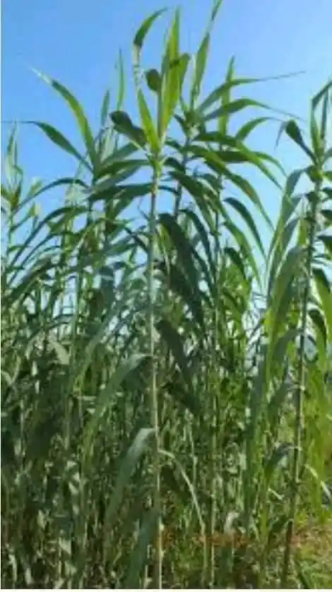 Image from Miti, Sora ,Mhuka Zvinorapa neDzidziso dzechivanhu 🇿🇼: Tsanga yemumvura vazhinji tinoiziva tsanga idzi ASI ñhasi ndinoda uz...
