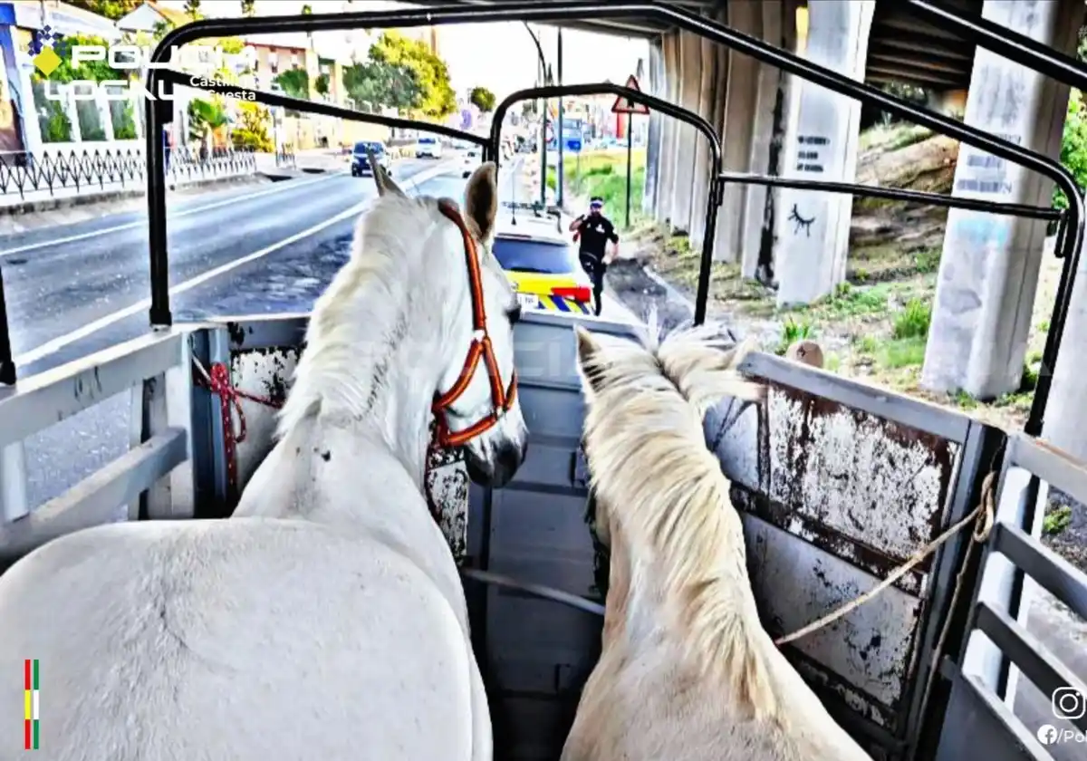 Image from ABC de Sevilla: 🐎 *Detenido un fugado de la justicia en Castilleja de la Cuesta cuand...