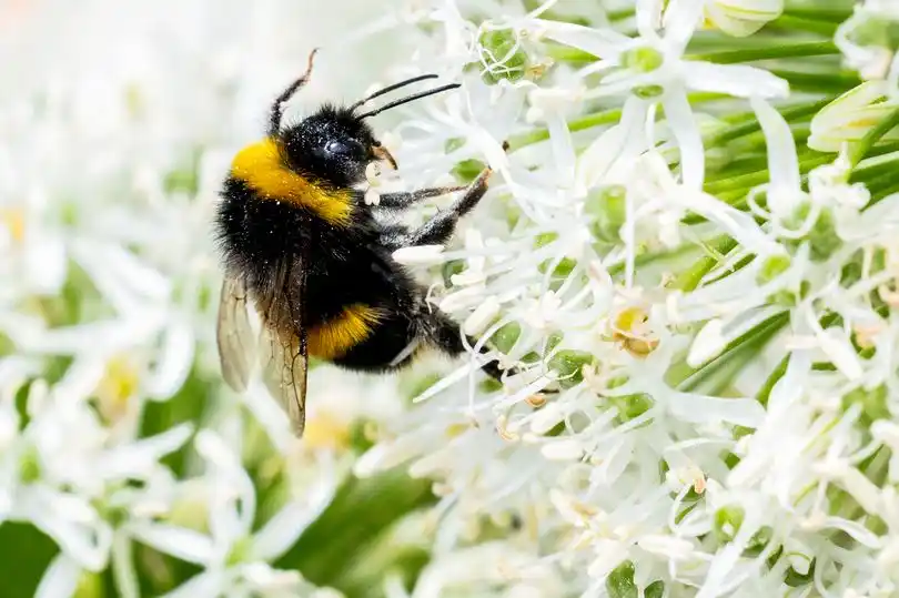 Image from Dublin Live: 🌦️ Dublin weather: 'Summer sunshine' finally arrives to dry up washou...