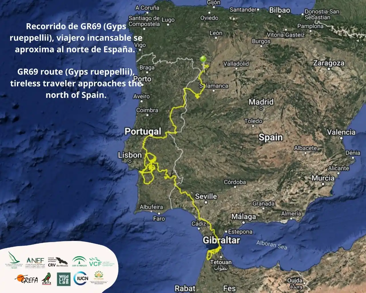 Image from GREFA: 📣 Impresionante viaje de GR69, un buitre moteado o de Ruppell que hem...