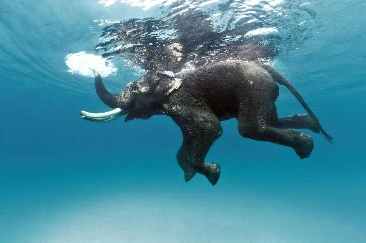 Image from LLV LE MAG: Les éléphants sont d'excellents nageurs. Ils peuvent nager longtemps ...