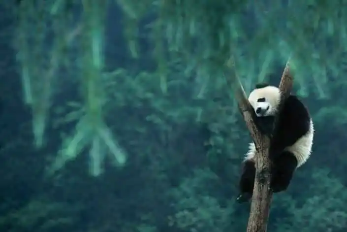 Image from LLV LE MAG: Les pandas n'ont pas d'endroit précis pour dormir : ni lit, ni nid. Il...