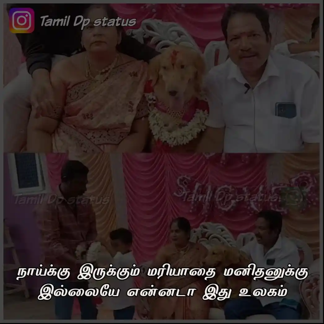Image from TAMIL DP STATUS: நாய்க்கு இருக்கும் மரியாதை மனிதனுக்கு இல்லையே என்னடா இது உலகம் <a clas...